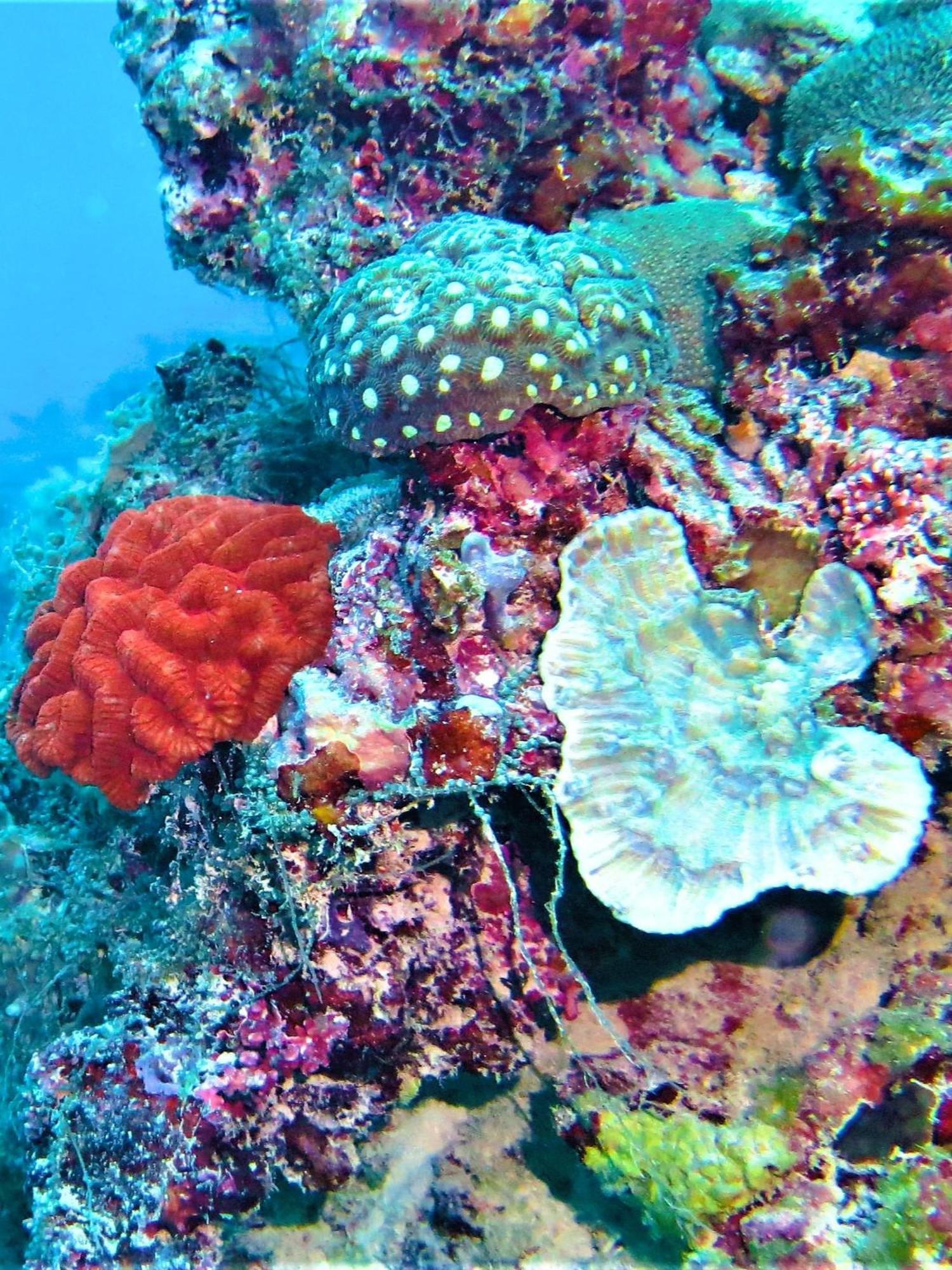 The Fulhadhoo Beach Cottage Exterior foto